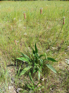 450px-Spitzwegerich_(Plantago_lanceolata)