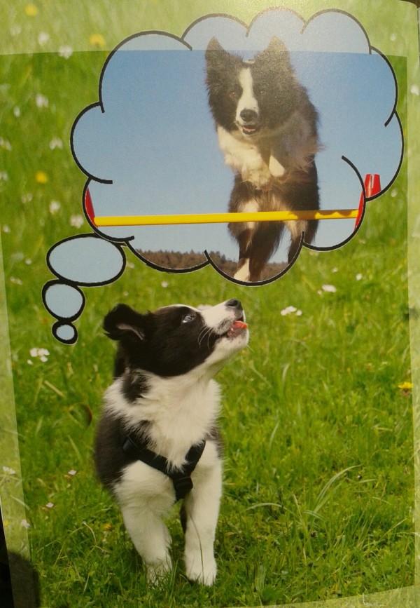 Vom Welpen zum Sporthund