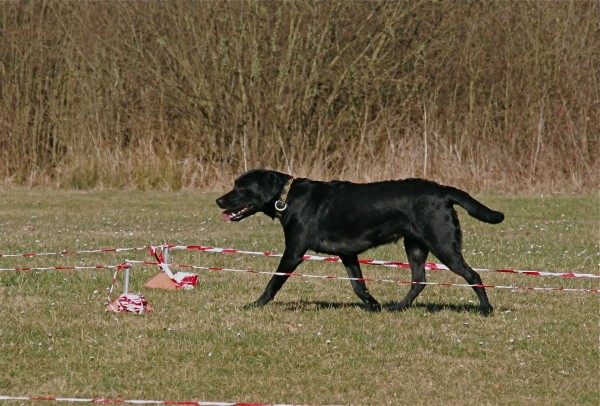 „Körpersprachliches Longieren mit Hunden“ von Sami El Ayachi