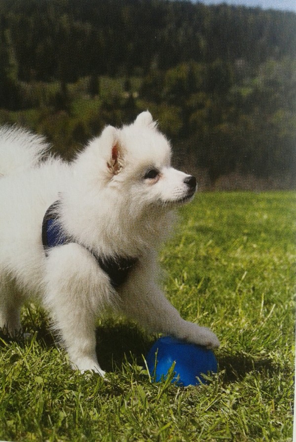 Vom Welpen zum Sporthund